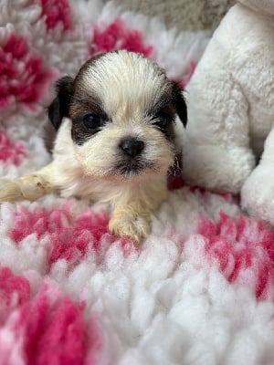 Les chiots de Shih Tzu