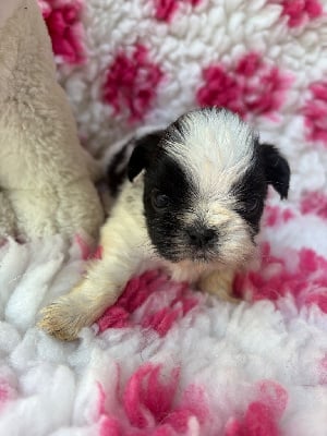 Les chiots de Shih Tzu