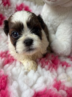 Les chiots de Shih Tzu