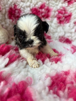 Les chiots de Shih Tzu