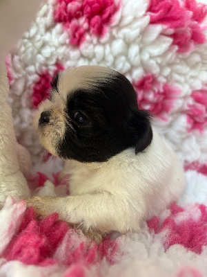 Les chiots de Shih Tzu