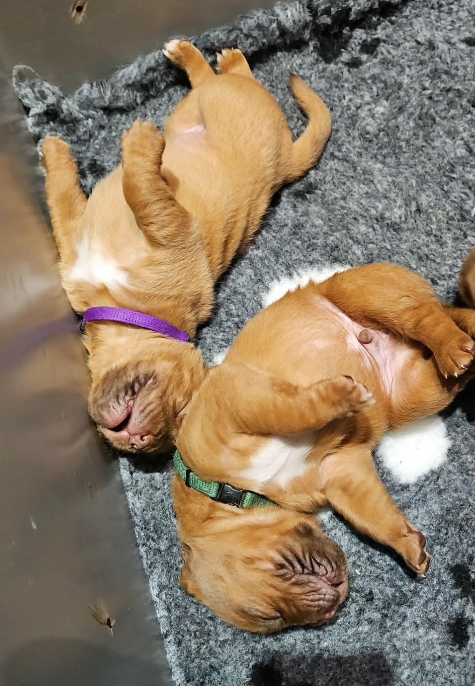 Collier violet - Dogue de Bordeaux