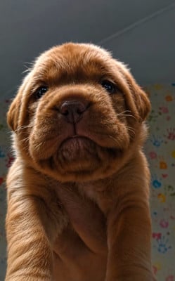 Les chiots de Dogue de Bordeaux