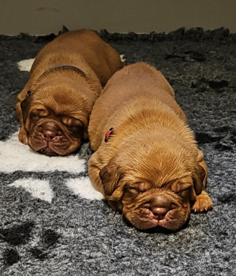 Les chiots de Dogue de Bordeaux