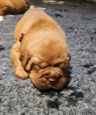 Les chiots de Dogue de Bordeaux