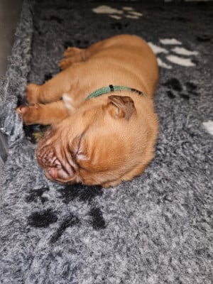 Les chiots de Dogue de Bordeaux