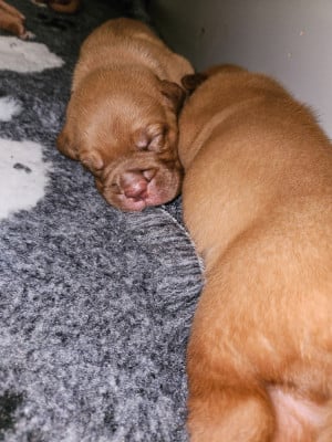 Les chiots de Dogue de Bordeaux