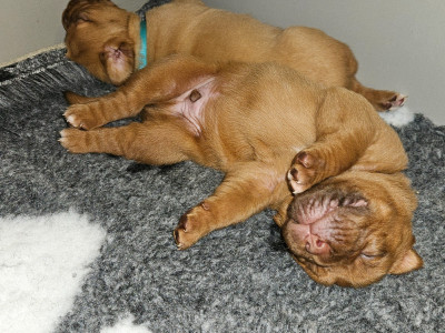 Les chiots de Dogue de Bordeaux