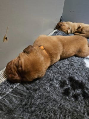 Les chiots de Dogue de Bordeaux