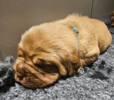 Les chiots de Dogue de Bordeaux