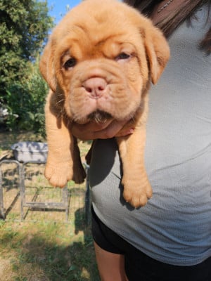 Les chiots de Dogue de Bordeaux