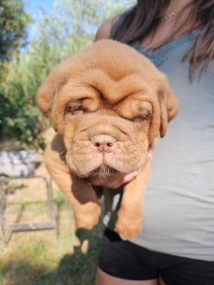 Les chiots de Dogue de Bordeaux