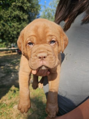 Les chiots de Dogue de Bordeaux