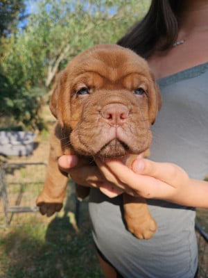 Les chiots de Dogue de Bordeaux