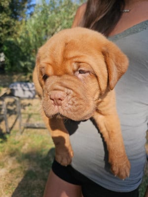 Les chiots de Dogue de Bordeaux