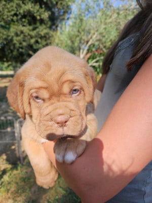 Les chiots de Dogue de Bordeaux
