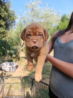 Les chiots de Dogue de Bordeaux