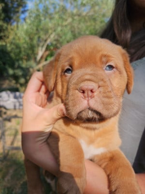 Les chiots de Dogue de Bordeaux