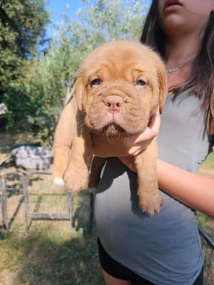Les chiots de Dogue de Bordeaux