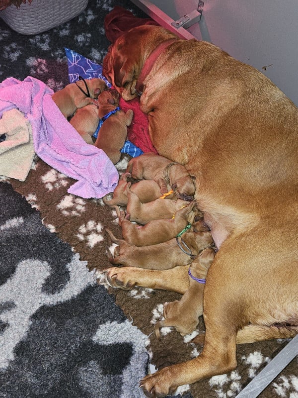 Dogue de Bordeaux - Des Molosses De Lapouyade
