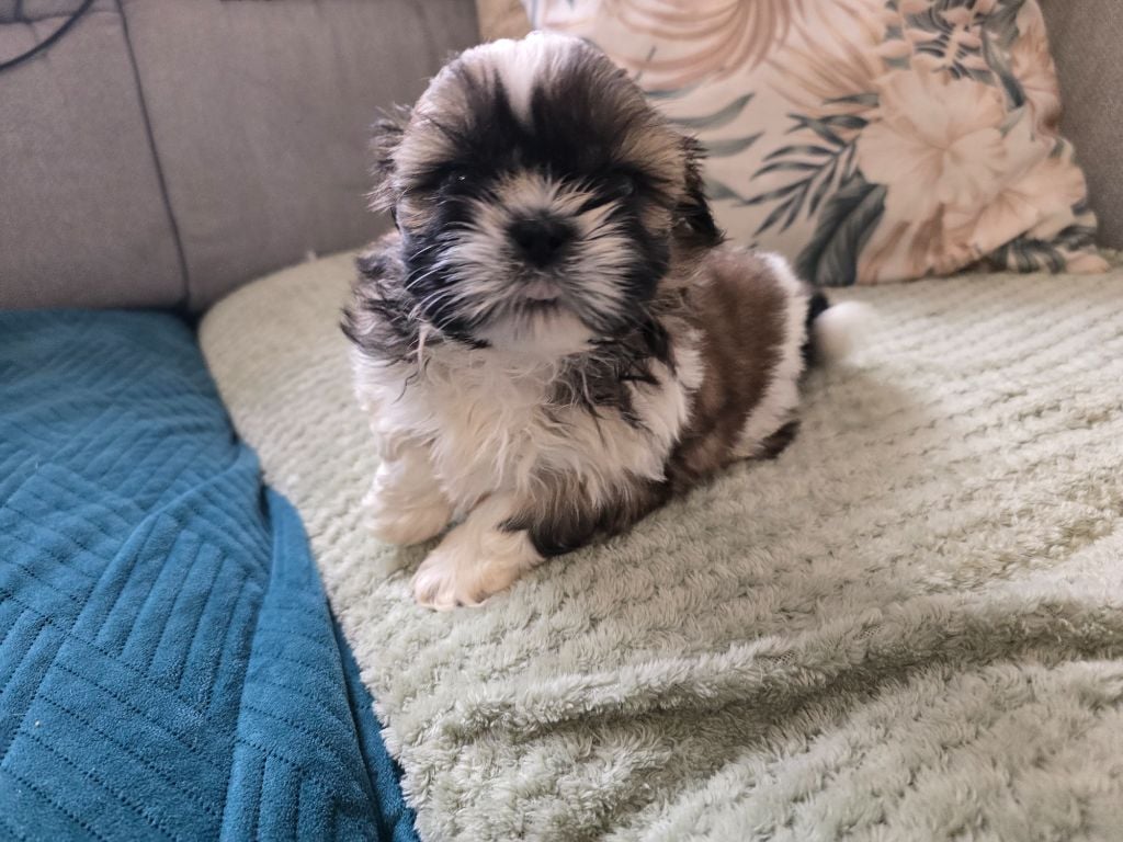 A........... Collier rouge