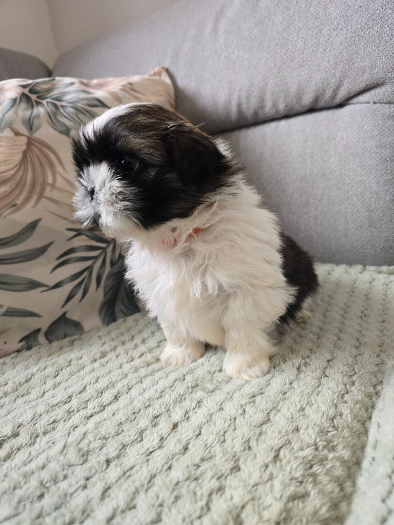 A......... Collier Orange