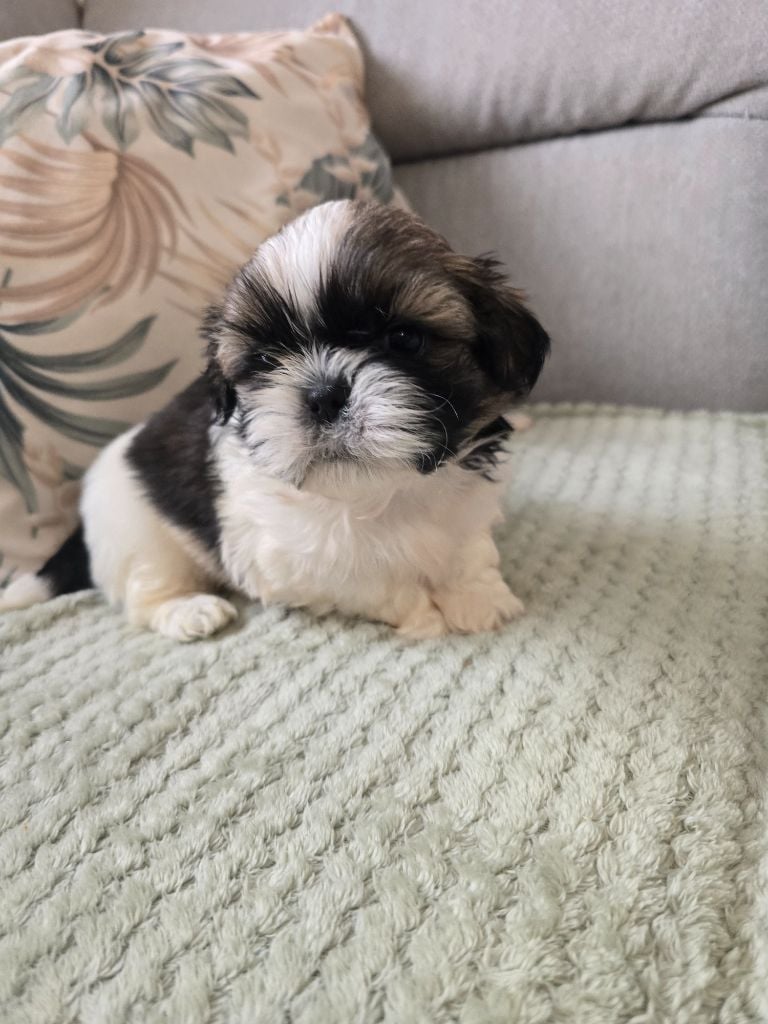 A...... Collier bleu