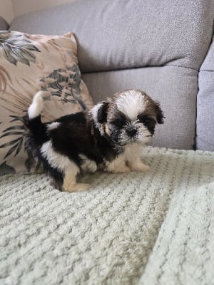 Les chiots de Shih Tzu