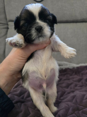 Les chiots de Shih Tzu