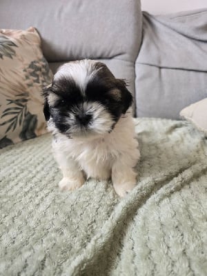 Les chiots de Shih Tzu