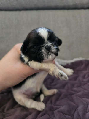 Les chiots de Shih Tzu