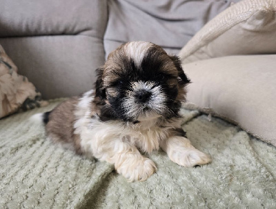 Les chiots de Shih Tzu
