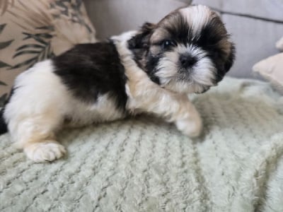 Les chiots de Shih Tzu