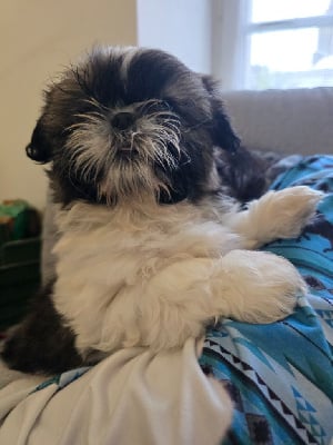 Les chiots de Shih Tzu