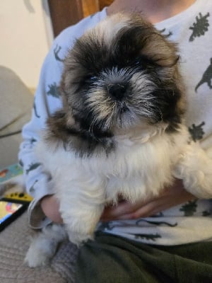Les chiots de Shih Tzu
