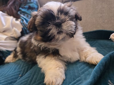 Les chiots de Shih Tzu