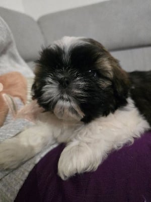 Les chiots de Shih Tzu