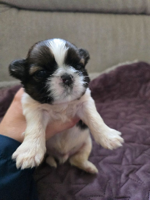 Les chiots de Shih Tzu