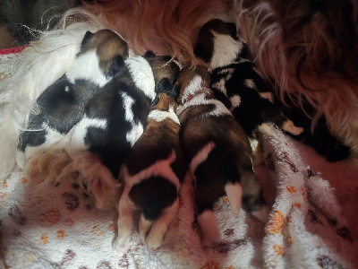 Les chiots de Shih Tzu