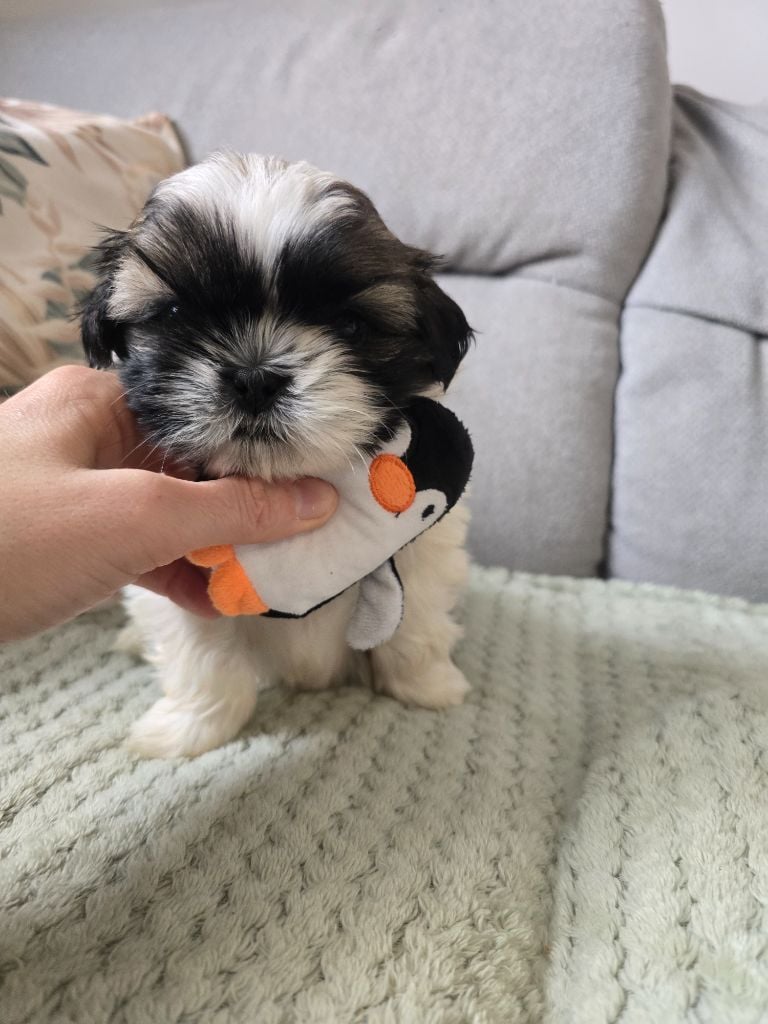 A......... Collier Orange