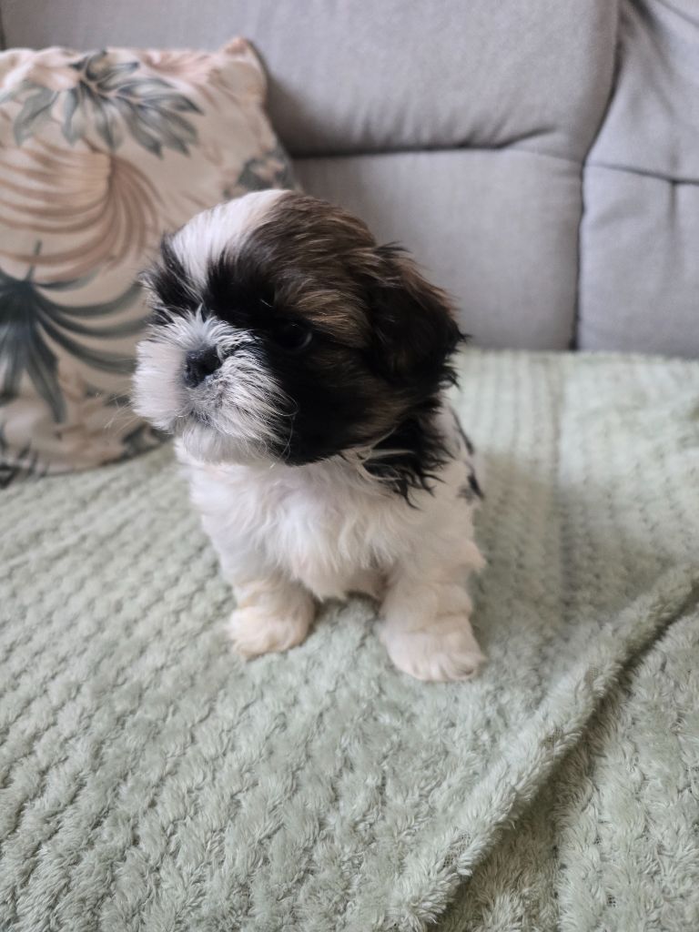 A...... Collier bleu