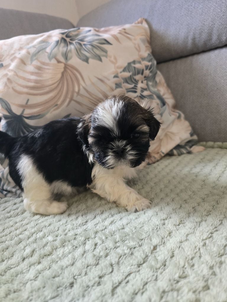 A............ Colloer mauve