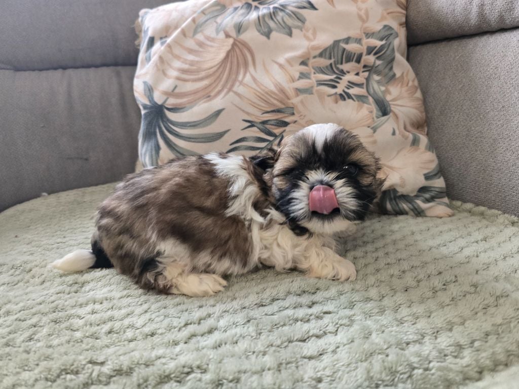 A........... Collier rouge