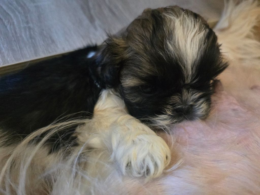 A............ Colloer mauve