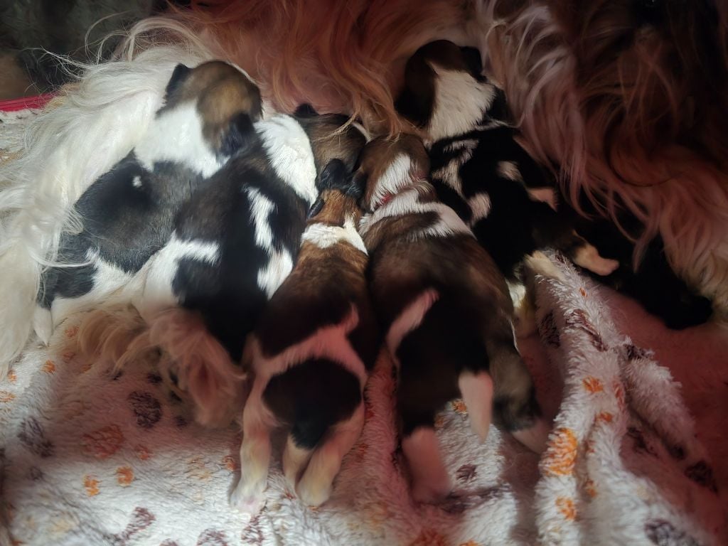 Shih Tzu - Du Monde de Kymérane