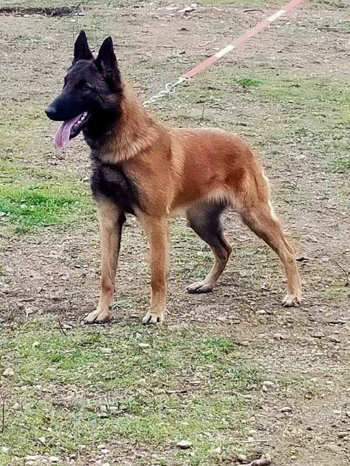 Publication : des crocs du vivarais