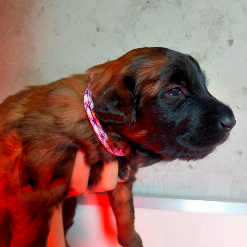 CHIOT - Berger Belge