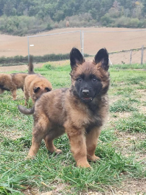 Les chiots de Berger Belge