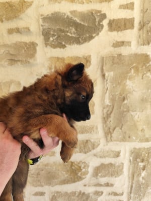 Femelle sans collier - Berger Belge