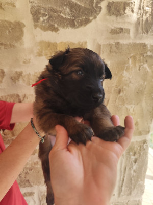 Les chiots de Berger Belge